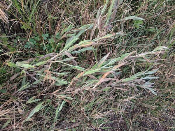 Panicum torridum Plant