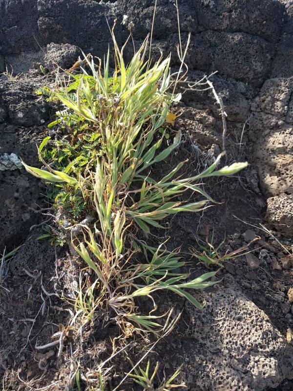 Panicum torridum Plant