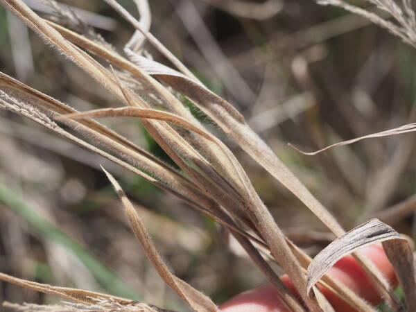 Panicum torridum Plant