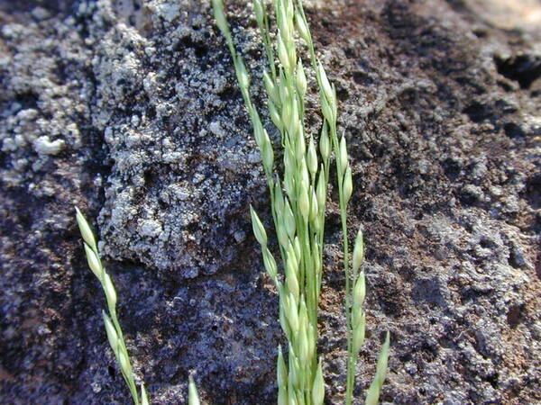 Panicum xerophilum Spikelets