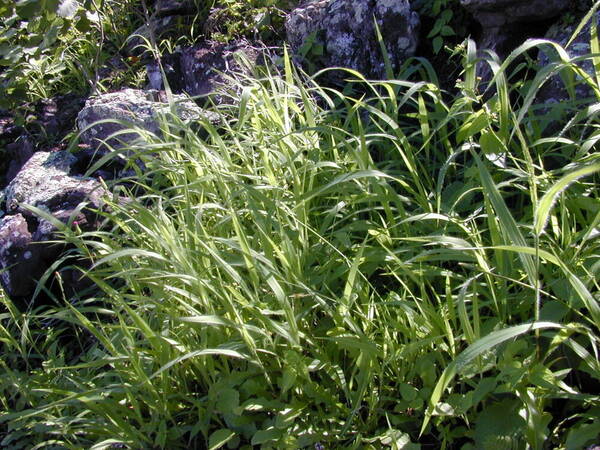 Panicum xerophilum Habit