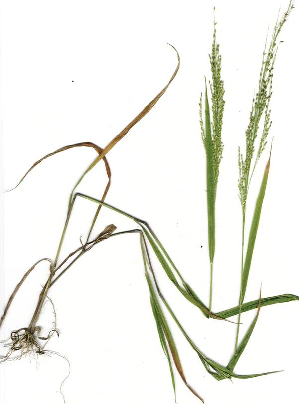 Panicum xerophilum Plant