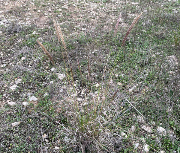 Pappophorum bicolor Plant