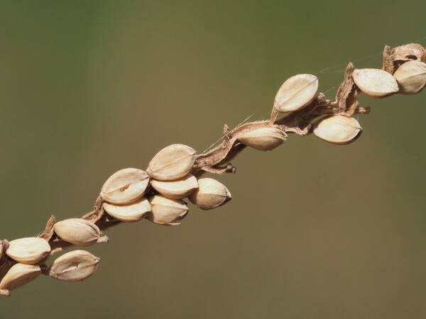 Paspalum arundinaceum Spikelets