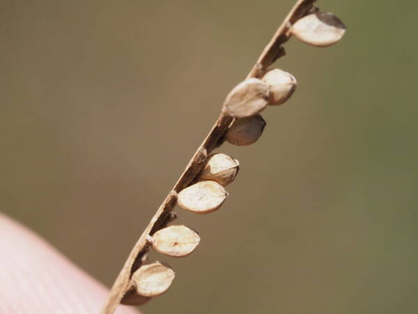 Paspalum arundinaceum Spikelets