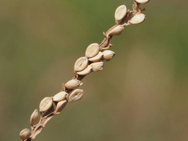 Paspalum arundinaceum Spikelets