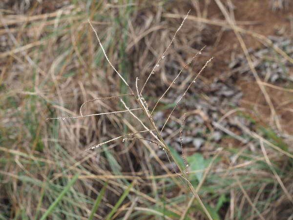 Paspalum arundinaceum Inflorescence