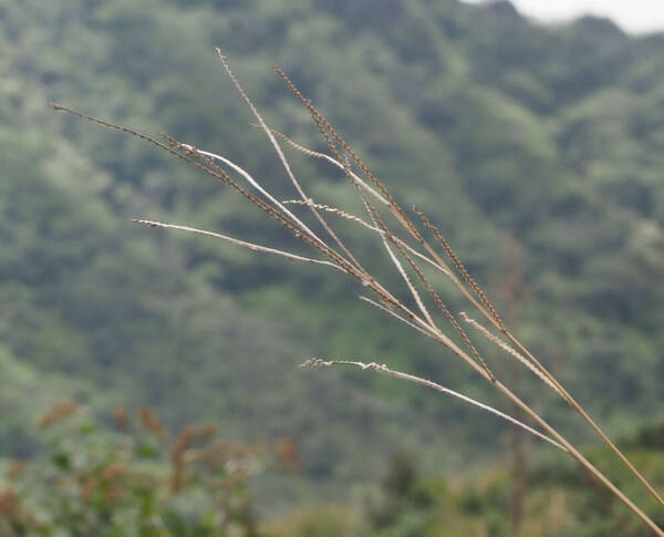 Paspalum arundinaceum Inflorescence