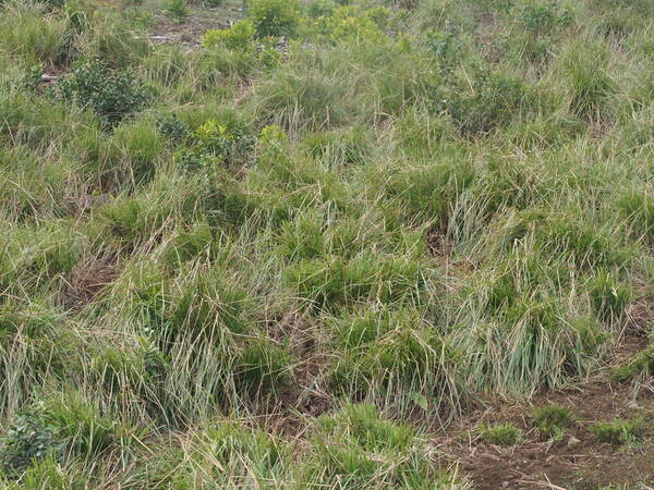 Paspalum arundinaceum Landscape