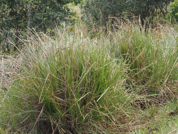 Paspalum arundinaceum Plant