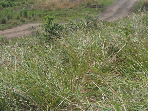 Paspalum arundinaceum Plant