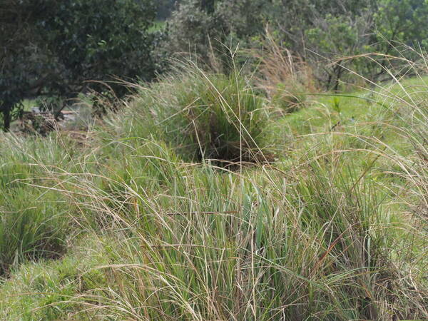 Paspalum arundinaceum Plant