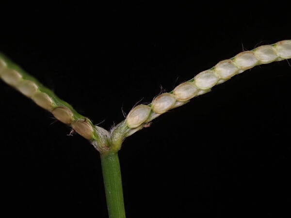 Paspalum conjugatum Spikelets