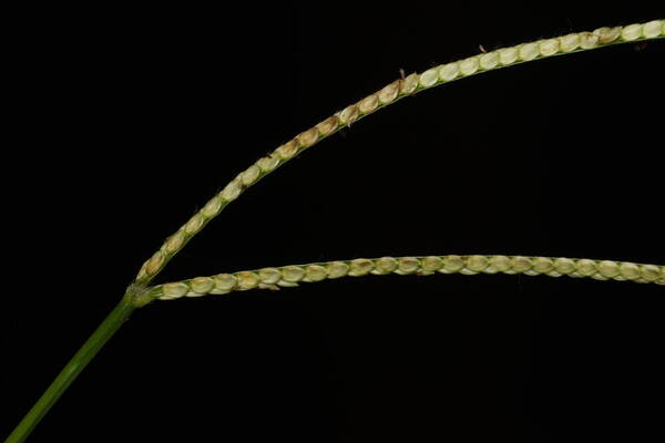 Paspalum conjugatum Spikelets