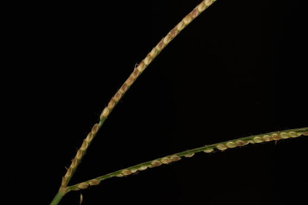 Paspalum conjugatum Spikelets