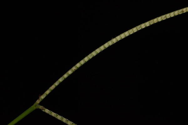 Paspalum conjugatum Spikelets