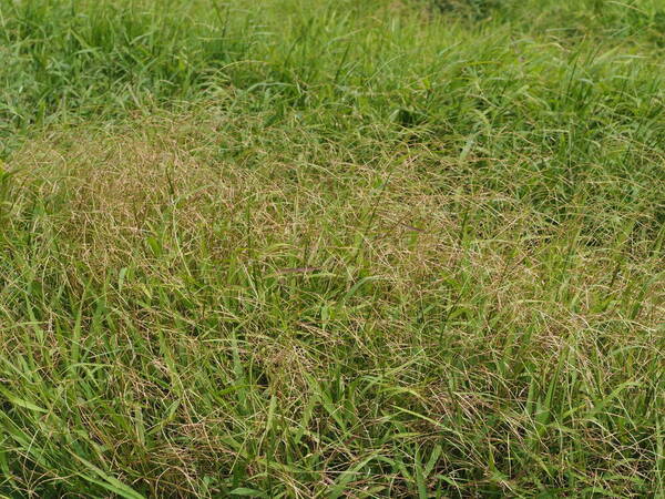 Paspalum conjugatum Habit