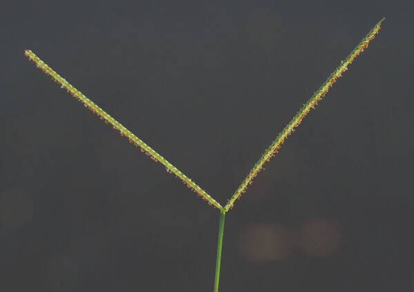 Paspalum conjugatum Inflorescence