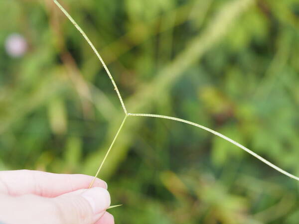 Paspalum conjugatum Inflorescence