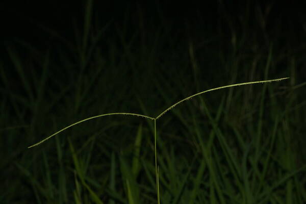 Paspalum conjugatum Inflorescence