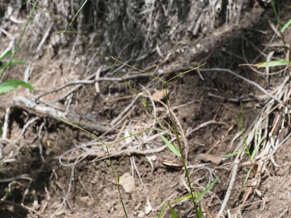 Paspalum conjugatum Inflorescence