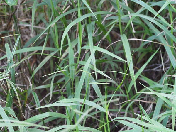 Paspalum conjugatum Inflorescence