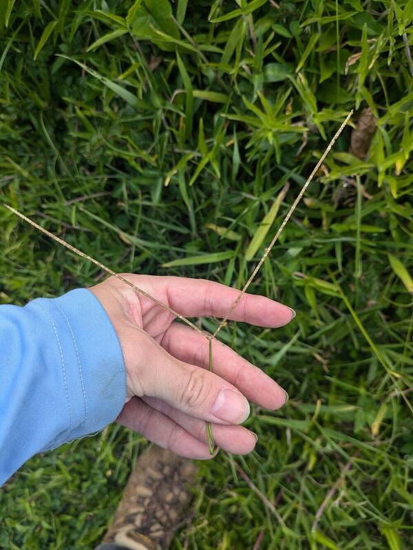 Paspalum conjugatum Inflorescence