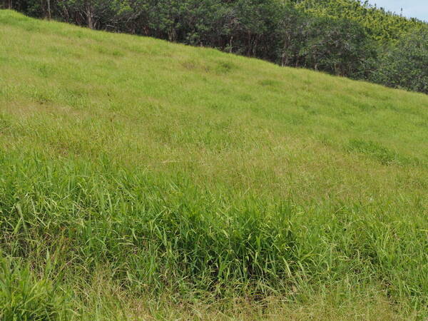 Paspalum conjugatum Landscape