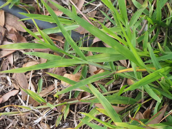 Paspalum conjugatum Plant