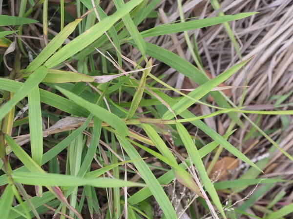 Paspalum conjugatum Plant