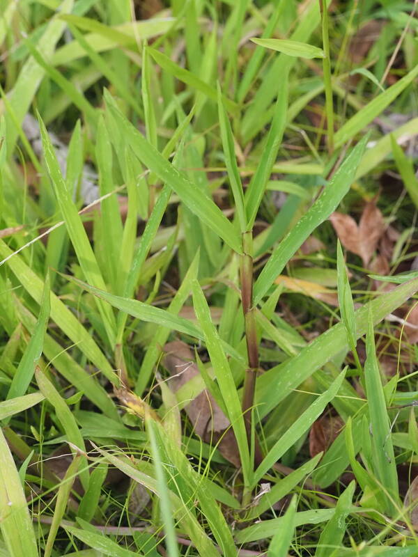 Paspalum conjugatum Plant