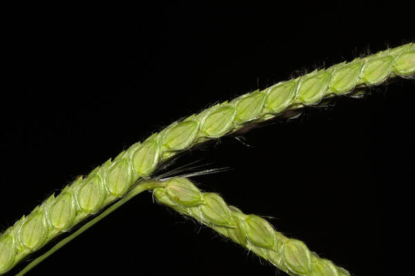 Paspalum dilatatum Spikelets