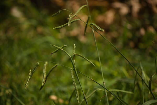 Paspalum dilatatum Habit