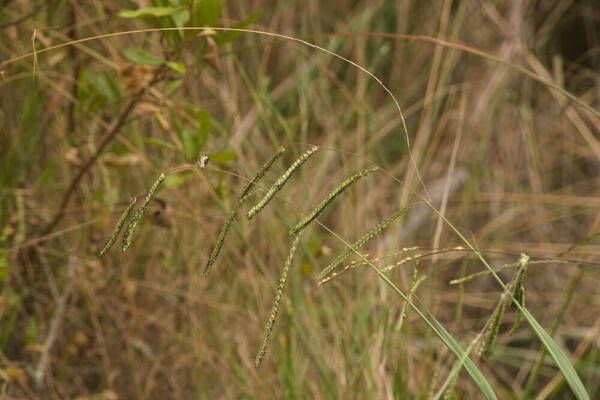 Paspalum dilatatum Habit