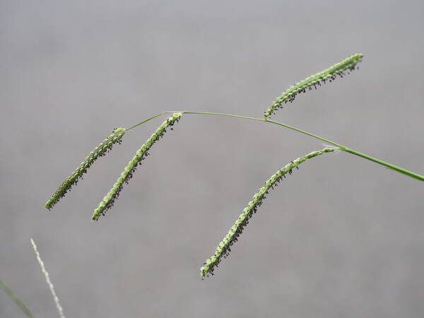 Paspalum dilatatum Inflorescence