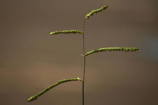 Paspalum dilatatum Inflorescence