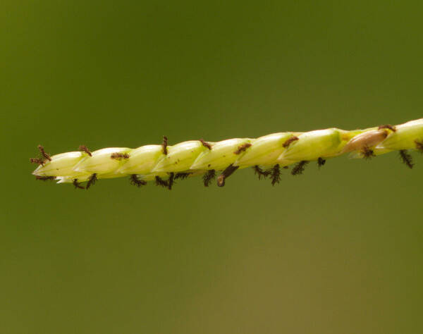 Paspalum distichum Spikelets