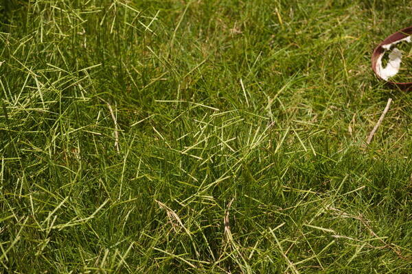 Paspalum distichum Habit