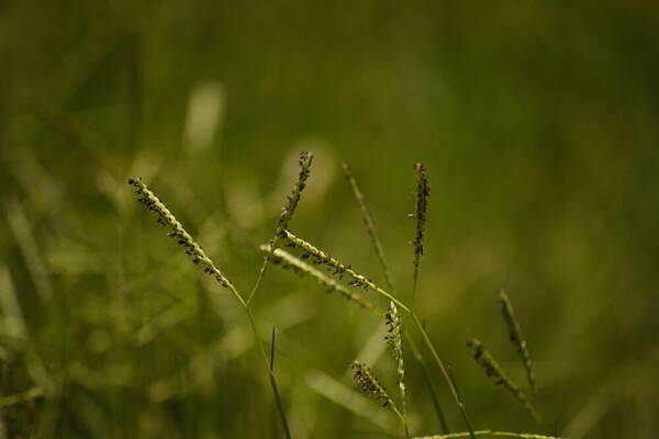 Paspalum distichum Habit