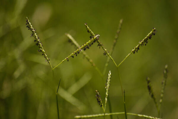 Paspalum distichum Habit