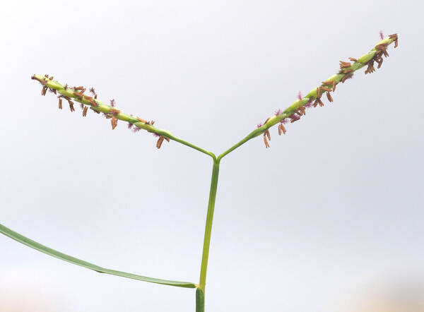 Paspalum distichum Inflorescence