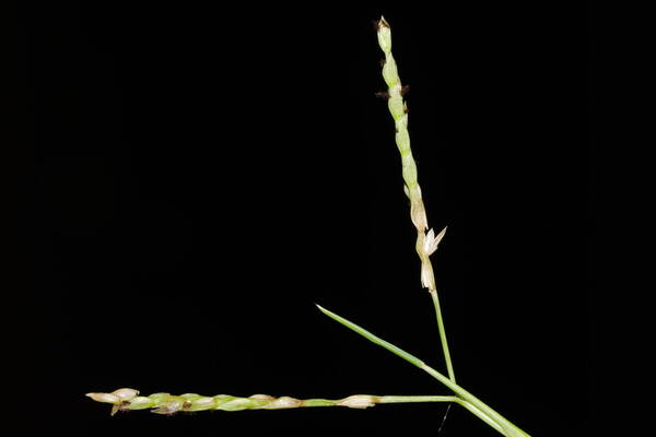 Paspalum distichum Inflorescence