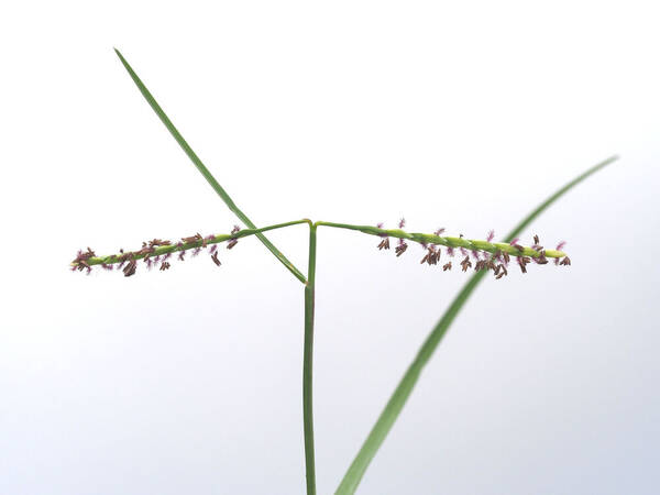 Paspalum distichum Inflorescence