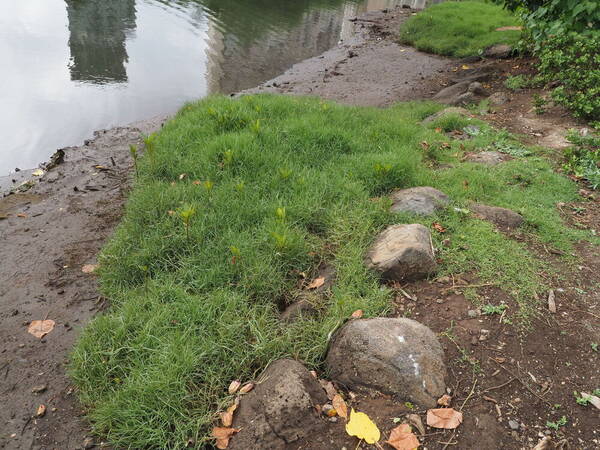 Paspalum distichum Landscape