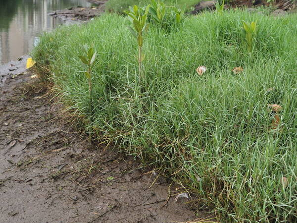 Paspalum distichum Landscape