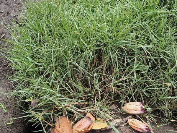 Paspalum distichum Plant