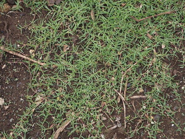 Paspalum distichum Plant