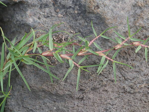 Paspalum distichum Stolons