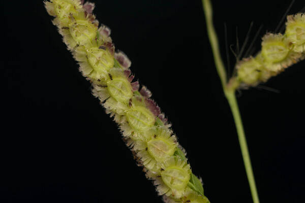 Paspalum fimbriatum Spikelets