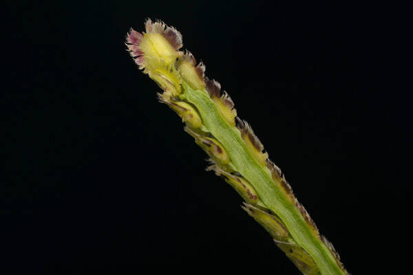 Paspalum fimbriatum Spikelets